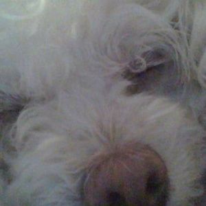 Meet your Posher, Tiffany